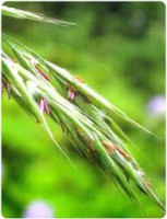 Avena silvestre 30 ml