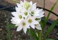 Estrella de Belén 30 ml