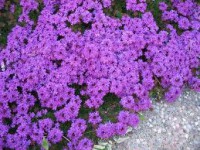 Verbena 30 ml