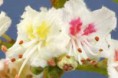 Castaño blanco 30 ml