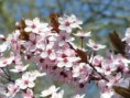 Cerasifera 30 ml