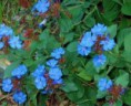 Ceratostigma 30 ml
