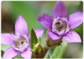 Genciana 30 ml