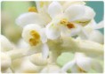 Olivo 30 ml
