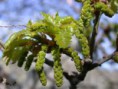 Roble 30 ml