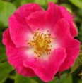 Rosa silvestre 30 ml