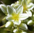 Sclaranthus 30 ml
