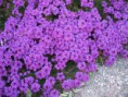 Verbena 30 ml